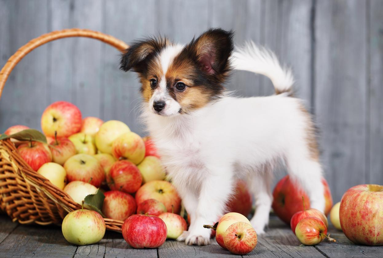 Quale frutta e verdura può mangiare il cane?