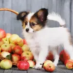 Quale frutta e verdura può mangiare il cane?